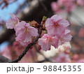 満開の河津桜 98845355