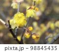 満開の蝋梅 98845435