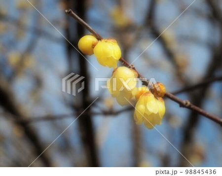 蝋梅の花 98845436