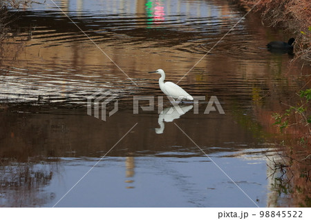 魚を狙うアオサギ 98845522