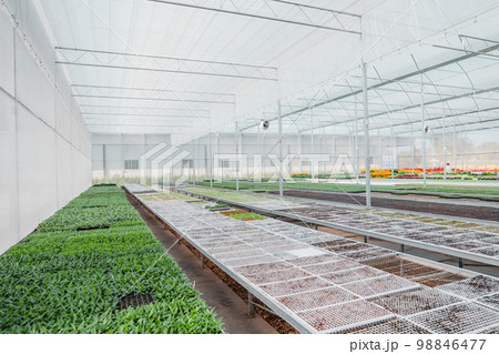Flower seedlings in the greenhouse Flower seedlings in the greenhouse 98846477