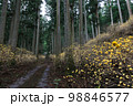 林道に咲くミツマタの花 98846577