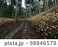 林道に咲くミツマタの花 98846578