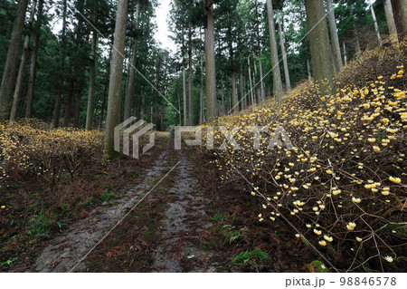 林道に咲くミツマタの花 林道に咲くミツマタの花 98846578