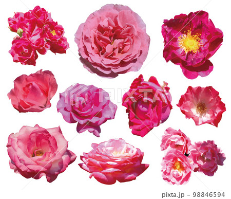10点のビビッド・ピンクのバラ。花部のみの切り抜き写真をイラスト化したPNG素材。 98846594