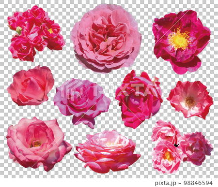 10点のビビッド・ピンクのバラ。花部のみの切り抜き写真をイラスト化したPNG素材。 98846594