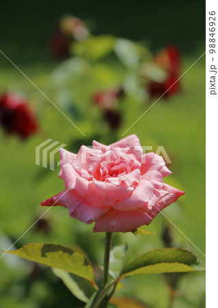 荒尾市 おもやい市民花壇 バラの花、 荒尾市 おもやい市民花壇 バラの花、 98846926