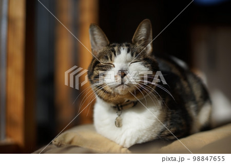 陽だまりでまどろむキジ猫 98847655