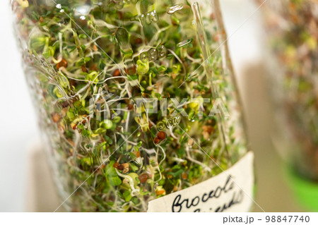 Day 6. Growing organic sprouts in a mason jar with sprouting lid on the kitchen counter. 98847740