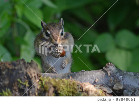 エゾシマリス 98848061