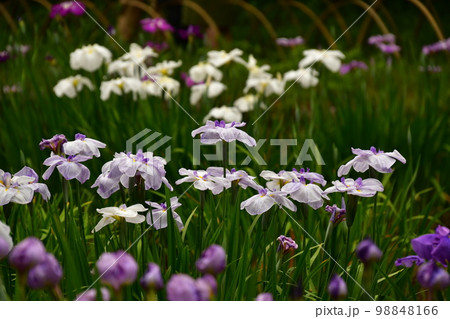 菖蒲田の菖蒲満開 98848166