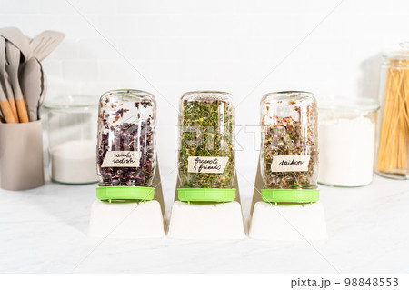Day 6. Growing organic sprouts in a mason jar with sprouting lid on the kitchen counter. Day 6. Growing organic sprouts in a mason jar with sprouting lid on the kitchen counter. 98848553