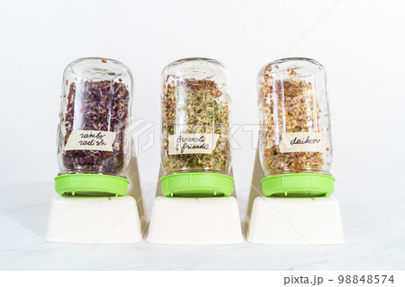 Day 5. Growing organic sprouts in a mason jar with sprouting lid on the kitchen counter. Day 5. Growing organic sprouts in a mason jar with sprouting lid on the kitchen counter. 98848574