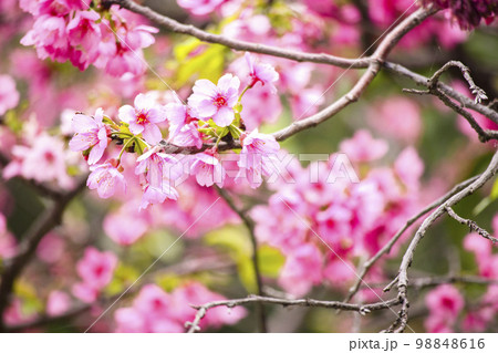 やえざくら ソメイヨシノ 桜 98848616