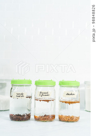 Day 1. Growing organic sprouts in a mason jar with sprouting lid on the kitchen counter. Day 1. Growing organic sprouts in a mason jar with sprouting lid on the kitchen counter. 98848826