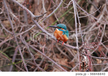 獲物を狙うカワセミ 獲物を狙うカワセミ 98848840