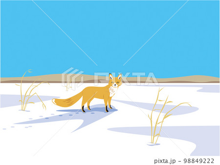 キタキツネ06雪原 98849222