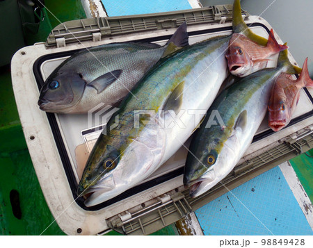 イナダ、ワラサ、マダイ、メジナの船釣り釣果。 船上で並べて撮影。 イナダ、ワラサ、マダイ、メジナの船釣り釣果。 船上で並べて撮影。 98849428