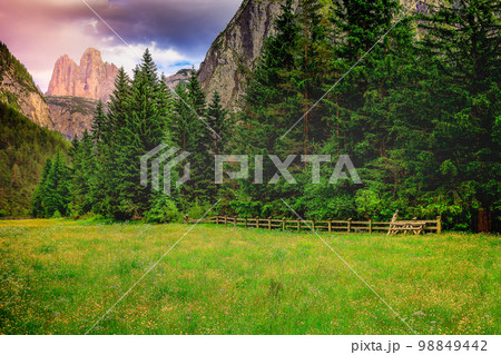Tre Cime Di Lavaredo and alpine meadows at springtime sunrise, Dolomites, Italy 98849442