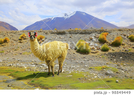 Llama, high altitude Camelid from South America in Bolivia altiplano 98849449