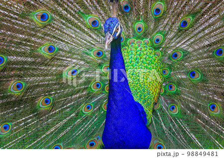 Beautiful blue male Peacock with feathers fanned out 98849481