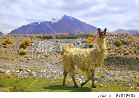 Llama, high altitude Camelid from South America in Bolivia altiplano 98849485