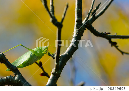 高い十月桜の木の上、花芽や蕾を食い荒らすヒメクダマキモドキ(昆虫マクロ接写画像) 高い十月桜の木の上、花芽や蕾を食い荒らすヒメクダマキモドキ(昆虫マクロ接写画像) 98849693