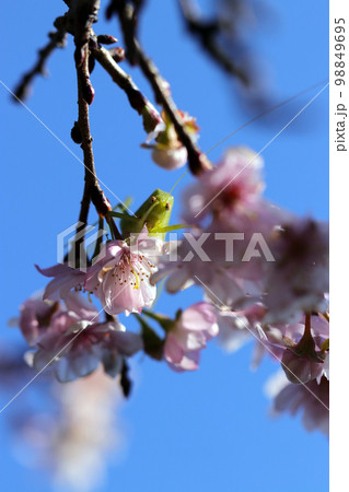 高い十月桜の木の上、花芽や蕾を食い荒らすヒメクダマキモドキ（昆虫マクロ接写画像） 98849695