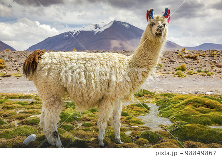 LLama alpaca in Bolivia altiplano near Chilean atacama border, South America 98849867