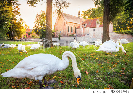 Public park and canal near monastery with swans and ducks, Bruges, Belgium Public park and canal near monastery with swans and ducks, Bruges, Belgium 98849947