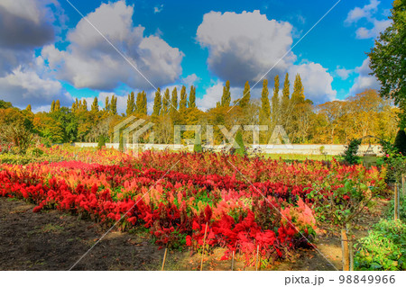 Autumn foliage colors in Loire valley public park with garden, France 98849966