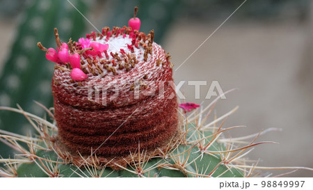 Closeup of a melocactus plant, with small vibrant pink fruit growing. 98849997