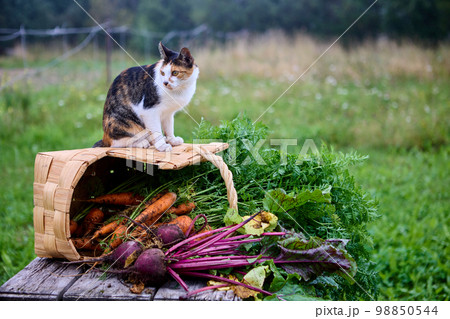 Cat sits on harvest of beets and carrots in vegetable grower of vegetable garden. Cat sits on harvest of beets and carrots in vegetable grower of vegetable garden. 98850544