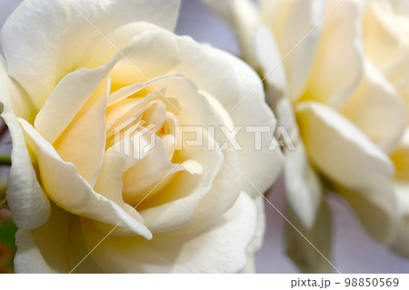 清楚なオフホワイトの白バラたちの顔を明るい自然光のもとでマクロ接写撮影。 清楚なオフホワイトの白バラたちの顔を明るい自然光のもとでマクロ接写撮影。 98850569