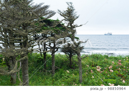 coastal landscape of Kunashir island with woodlands curved by the wind coastal landscape of Kunashir island with woodlands curved by the wind 98850964
