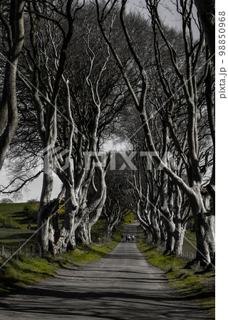 The Dark Hedges in Northern Ireland - amazing nature 98850968