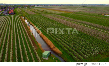 Apple tree fields in the marshlands of Altes Land Hamburg Apple tree fields in the marshlands of Altes Land Hamburg 98851007