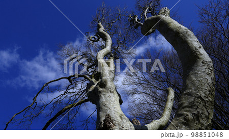 Famous Dark Hedges in Northern Ireland - travel photography Famous Dark Hedges in Northern Ireland - travel photography 98851048