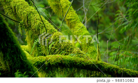 Beautiful trees full of moss in the rain forest Beautiful trees full of moss in the rain forest 98851082