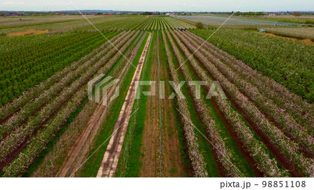 Apple tree fields in the marshlands of Altes Land Hamburg 98851108