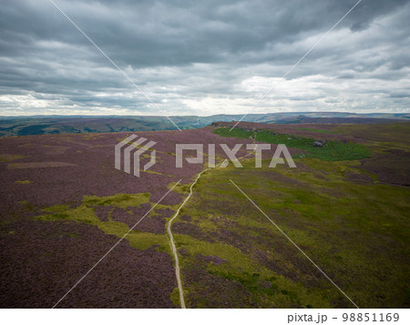 Wonderful heather fields in the Peak District National Park 98851169