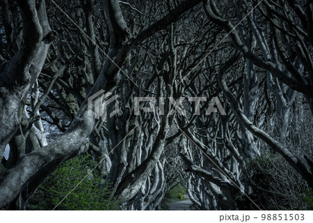 The Dark Hedges in Northern Ireland - amazing nature 98851503
