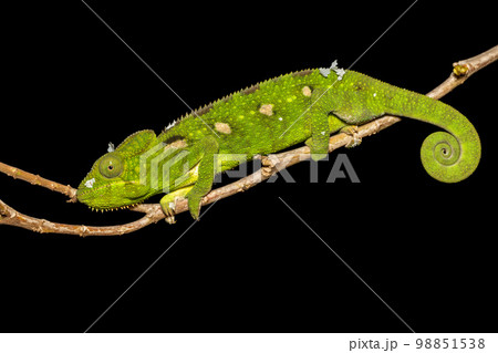 Oustalet's chameleon, Furcifer oustaleti, Ambalavao, Madagascar wildlife 98851538