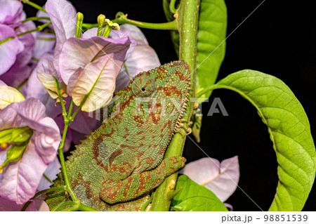 Oustalet's chameleon, Furcifer oustaleti, Ambalavao, Madagascar wildlife Oustalet's chameleon, Furcifer oustaleti, Ambalavao, Madagascar wildlife 98851539