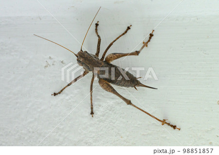 Tettigoniidae with a sharp tail on a wall in a house Tettigoniidae with a sharp tail on a wall in a house 98851857