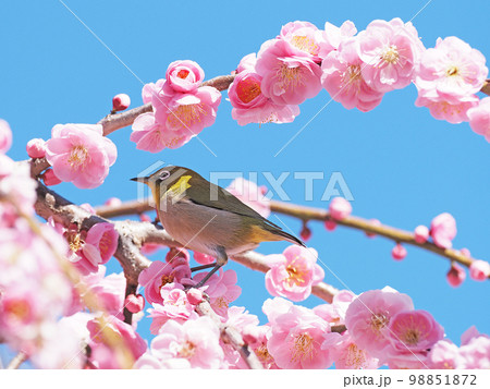 紅梅とメジロ 98851872