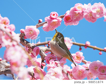 紅梅とメジロ 紅梅とメジロ 98851874