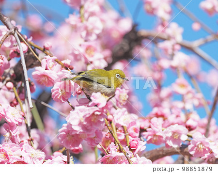 紅梅とメジロ 98851879