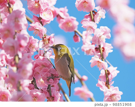 紅梅とメジロ 98851908