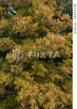 花粉症 スギ花粉 杉の花 花粉症 スギ花粉 杉の花 98852186